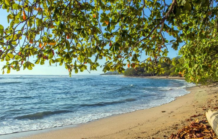 vista de la orilla de la playa con aguas turquesas y abundante vegetación