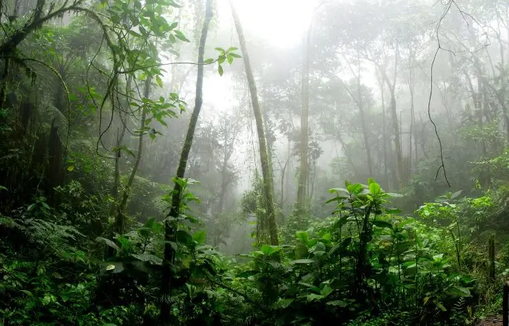 sendero ecológico, bosque rodeado de niebla en Bogotá.