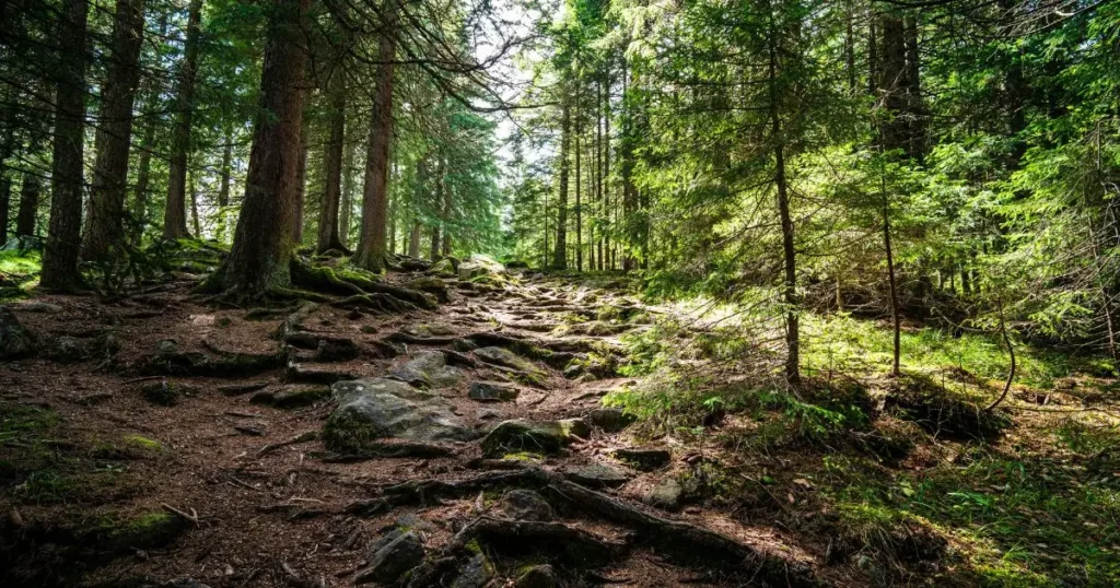 6 mejores senderos ecológicos cerca de Bogotá para hacer caminas